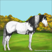Horse Color:White Spotted Blue Roan Splash Appaloosa 