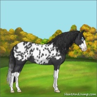 Horse Color:Blue Roan Splash Appaloosa 