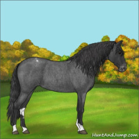 Horse Color:Blue Roan Varnish 