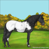 Horse Color:Blue Roan Snowcap 