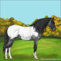 Horse Color:Blue Roan Near Fewspot 