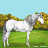 Horse Color:White Spotted Blue Roan Splash Varnish 