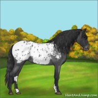 Horse Color:Blue Roan Appaloosa 