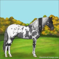 Horse Color:White Spotted Blue Roan Blanket 