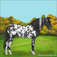 Horse Color:White Spotted Blue Roan Blanket 