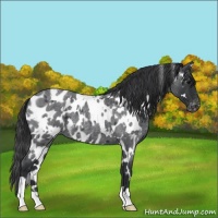 Horse Color:White Spotted Blue Roan Appaloosa