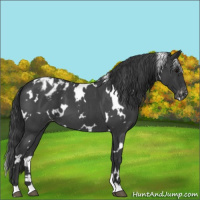 Horse Color:White Spotted Blue Roan Varnish 