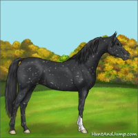 Horse Color:Black Appaloosa