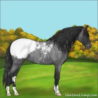 Horse Color:Blue Roan Snowcap