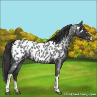 Horse Color:Blue Roan Near Leopard 