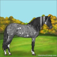 Horse Color:White Spotted Blue Roan Varnish 
