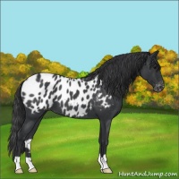 Horse Color:Blue Roan Appaloosa 