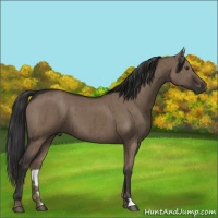Horse Color:Liver Red Dun Brindle 