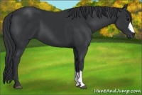 Horse Color:Black 