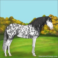 Horse Color:Blue Roan Splash Near Leopard 