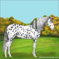 Horse Color:Blue Roan Splash Leopard 