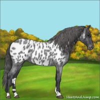 Horse Color:Blue Roan Appaloosa 