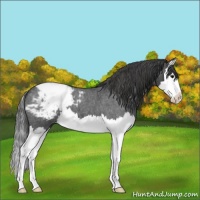 Horse Color:Blue Roan Splash Snowcap 