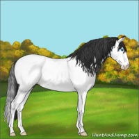 Horse Color:Blue Roan Splash Appaloosa 