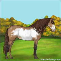 Horse Color:Buckskin Dun Frame Appaloosa 