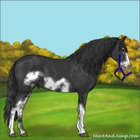 Horse Color:White Spotted Black Frame 