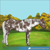 Horse Color:White Spotted Silver Black 