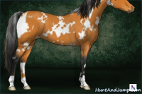 Horse Color:Gray White Spotted Buckskin Roan 