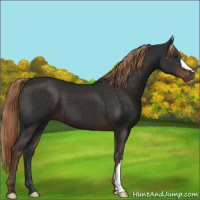 Horse Color:Liver Chestnut 