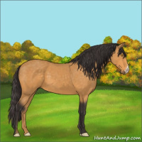 Horse Color:Buckskin 