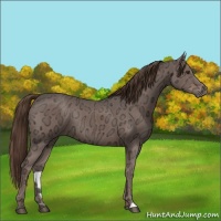 Horse Color:Liver Chestnut Ice Rabicano 