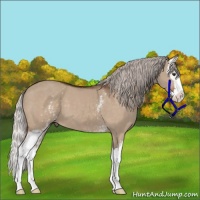 Horse Color:White Spotted Silver Brown Dun Sabino Splash 