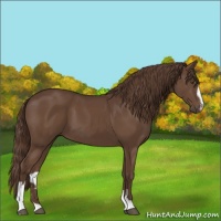 Horse Color:Liver Chestnut Sabino