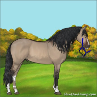 Horse Color:Bay Dun Sabino