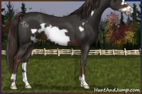 Horse Color:Liver Chestnut Frame 