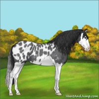 Horse Color:Blue Roan Splash Appaloosa 
