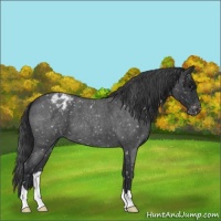 Horse Color:Blue Roan Snowflake Varnish 