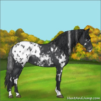 Horse Color:White Spotted Blue Roan Varnish 