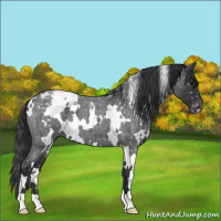 Horse Color:White Spotted Blue Roan Snowflake Varnish