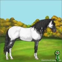 Horse Color:Blue Roan Near Fewspot 