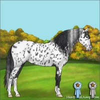 Horse Color:Blue Roan Near Leopard 