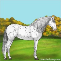 Horse Color:Blue Roan Leopard 