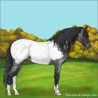 Horse Color:Blue Roan Appaloosa 