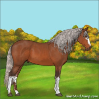 Horse Color:White Spotted Silver Bay