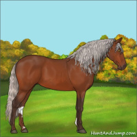 Horse Color:Silver Bay