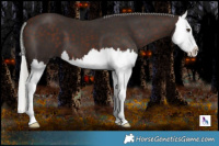 Horse Color:Silver Brown Mushroom Splash