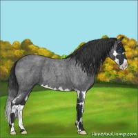 Horse Color:Blue Roan Sabino Splash