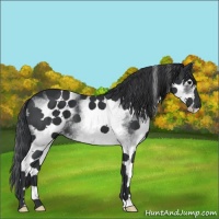 Horse Color:White Spotted Black 