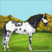 Horse Color:Blue Roan Splash Tobiano 