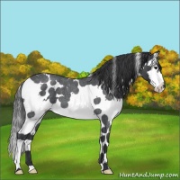 Horse Color:Blue Roan Splash Tobiano 