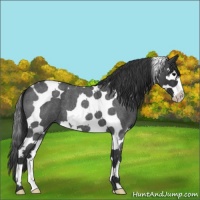 Horse Color:Blue Roan Splash Tobiano 